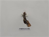 藏品(尺蠖蛾科)的圖片